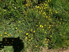 Erythranthe primuloides