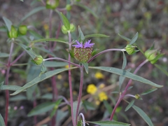 Monardella breweri lanceolata