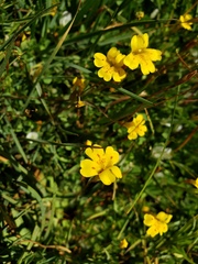 Erythranthe primuloides