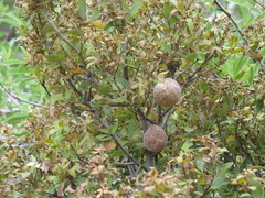 Andricus vacciniifoliae