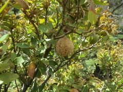Andricus vacciniifoliae