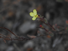 Camissonia sierrae alticola