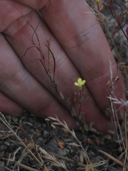 Camissonia sierrae alticola