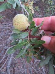 Andricus vacciniifoliae