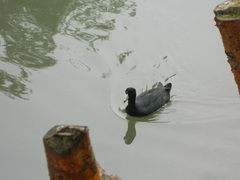 Fulica americana