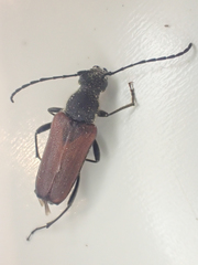 Anastrangalia sanguinea