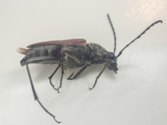 Anastrangalia sanguinea