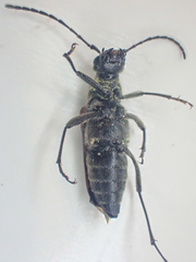 Anastrangalia sanguinea