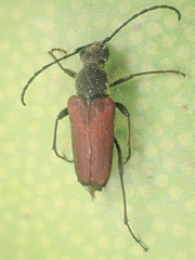 Anastrangalia sanguinea