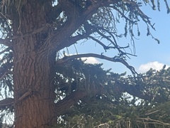 Dendragapus fuliginosus