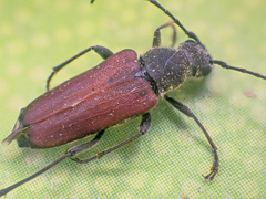 Anastrangalia sanguinea