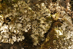 Solorina saccata