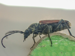 Anastrangalia sanguinea