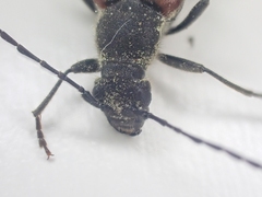 Anastrangalia sanguinea