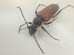 Anastrangalia sanguinea