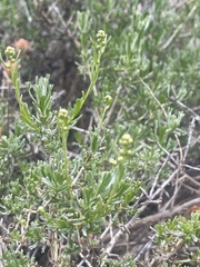 Artemisia rothrockii