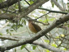 Turdus grayi