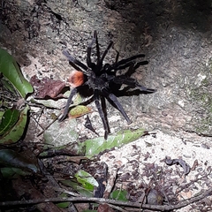 Tliltocatl epicureanus