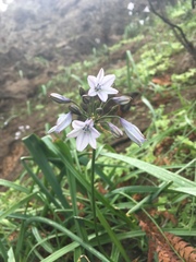 Triteleia clementina