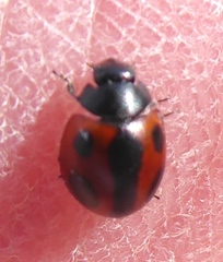 Brumoides septentrionis