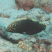 Black Leopard Wrasse - Photo (c) Mark Rosenstein, some rights reserved (CC BY-NC), uploaded by Mark Rosenstein