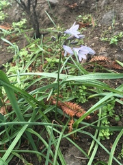 Triteleia clementina