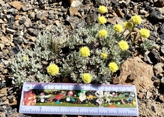 Eriogonum lewisii