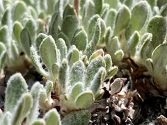 Eriogonum lewisii