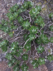 Munzothamnus blairii