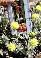 Eriogonum lewisii