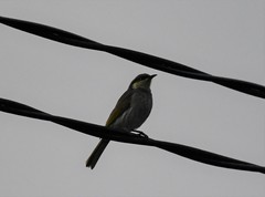 Gavicalis fasciogularis