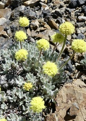 Eriogonum lewisii