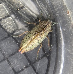 Poecilonota californica