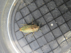 Poecilonota californica