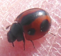 Brumoides septentrionis