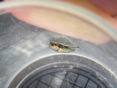 Poecilonota californica