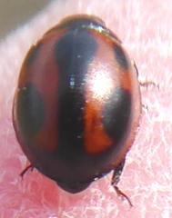 Brumoides septentrionis