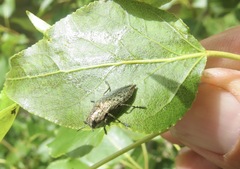 Poecilonota californica