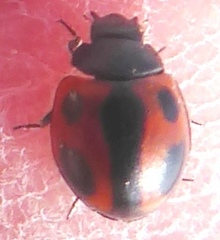 Brumoides septentrionis