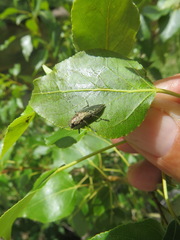 Poecilonota californica