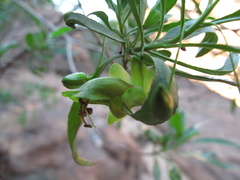 Eremophila serrulata