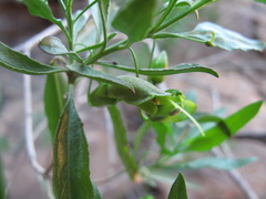 Eremophila serrulata