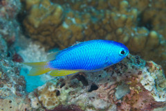 Neon Damselfish photo 3