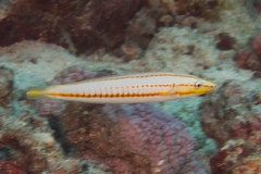 Hologymnosus doliatus