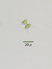 Xanthidium octocorne
