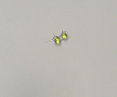 Xanthidium octocorne