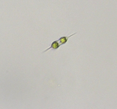 Xanthidium octocorne