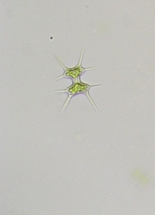 Xanthidium octocorne