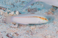 Halichoeres scapularis