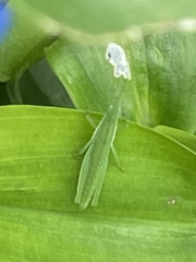 Atractomorpha lata